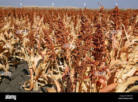 Sorghum Africa Hi Res Stock Photography And Images Alamy