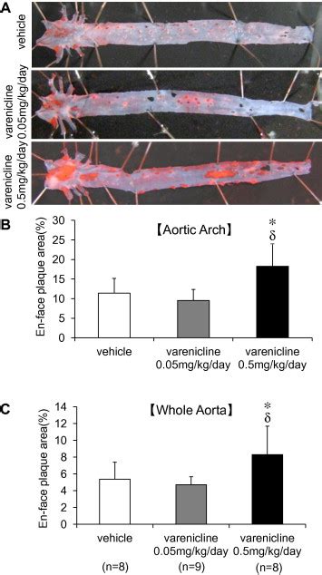 Atherosclerotic Plaques In The Aorta Of Varenicline Treated Apoe Ko