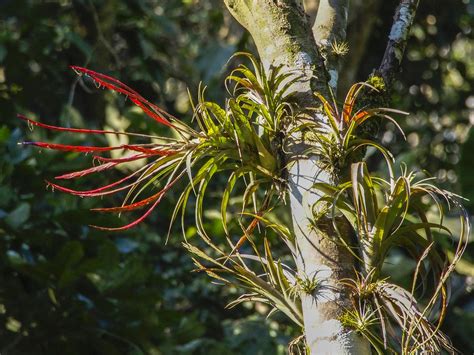 Bromeliad B209001focA El Ocote Biosphere Natural Reserve Flickr