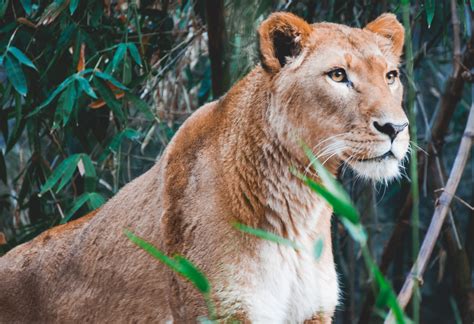 Wallpaper Lion Wildlife Big Cats Zoo Whiskers Puma Safari