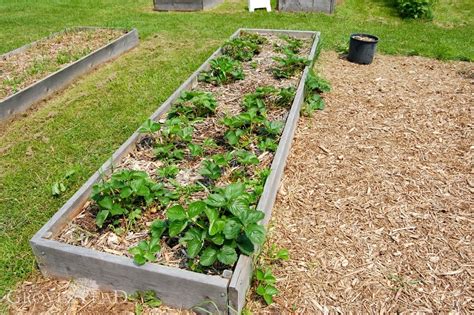 How Deep Should A Raised Garden Bed Be For Blueberries At Ethel