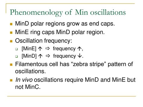 Ppt How E Coli Find Their Middle Powerpoint Presentation Free Download Id3410545