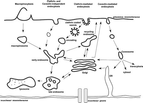 Ijms Free Full Text Recent Developments In Peptide Based Nucleic