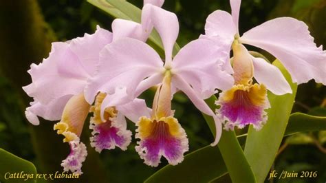 Cattleya Rex X Labiata