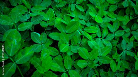 Green Leaf Background With Texture And High Contras Lighting Stock