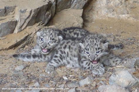 Wild Snow Leopard Cubs Found in Den - Snow Leopard Trust