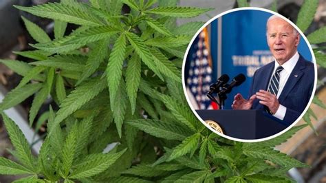 Biden Perdona A Ciudadanos Por Uso De Marihuana Llama A Gobiernos A