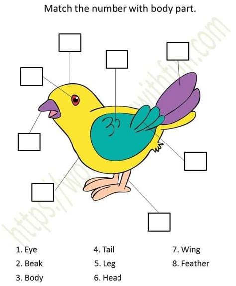 Pin On Match The Number With Body Part