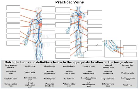 Solved Practice Veins Match The Terms And Definitions Below To The