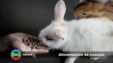 Alimentaci N De Conejos Qu Debe Comer Y Qu No Tu Mascota Peluda Humac