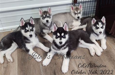 Isler S Siberians Siberian Husky Puppies For Sale In Prospect OH