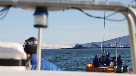 Killer Whales And Their Prey In Iceland Earthwatch