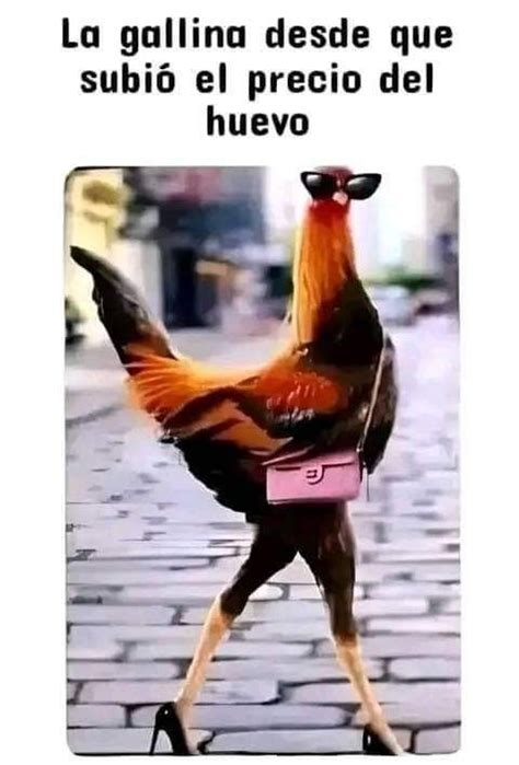 La Gallina 😎 Memes Animals Bird