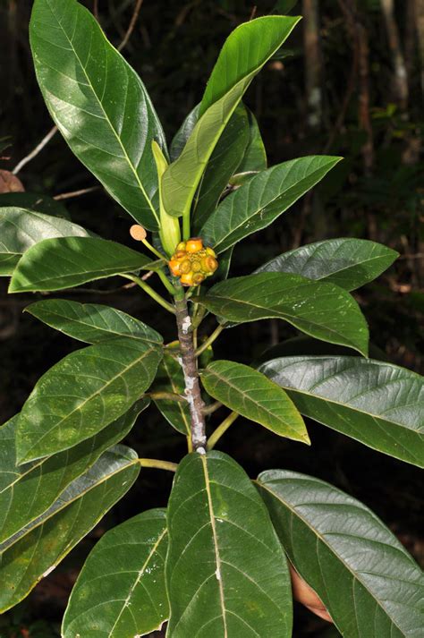 Artocarpus Plant3 Moraceae Image 84886 At PhytoImages Siu Edu