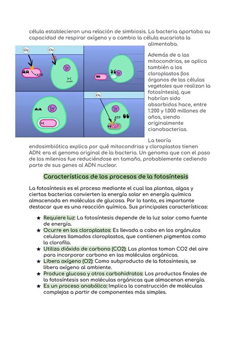 SOLUTION Prueba Biologia Respiraci N Celular Y Fotos Ntesis Studypool