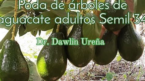 Gu A Completa Sobre C Mo Podar Tu Rbol De Aguacate Correctamente