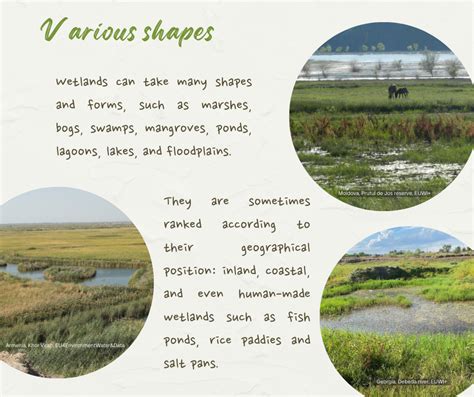 Eu Environment World Wetlands Day Wetlands Reflect Heartbeat Of