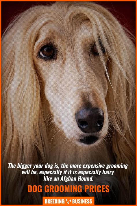 Dog Grooming Prices – At Home, Mobile Groomers & At A Salon