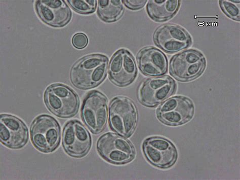 Myxozoa Scheda Parassitologica Ed Approfondimenti