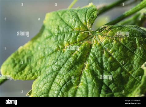 Chlorosis Hi Res Stock Photography And Images Alamy