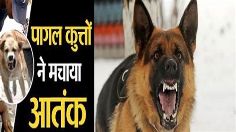 Terror Of A Mad Dog In Kota 24 People Injured So Far Due To Bite कोटा