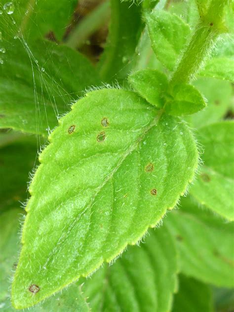 Photographs Of Mentha Arvensis UK Wildflowers Hairy Leaves And Stem