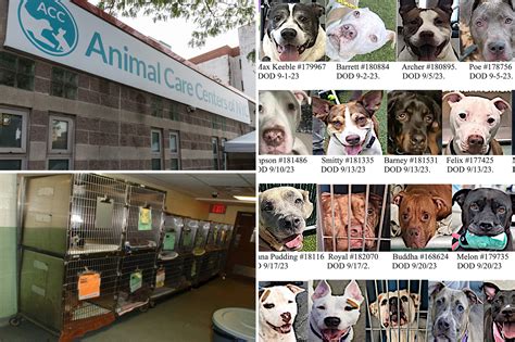 NYC animal shelters ‘mercilessly’ kills adoptable dogs: suit