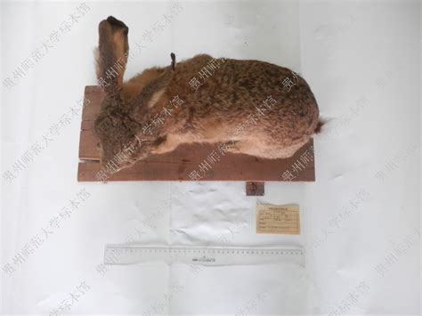 草兔帕米尔亚种 Lepus capensis 物种库 国家动物标本资源库