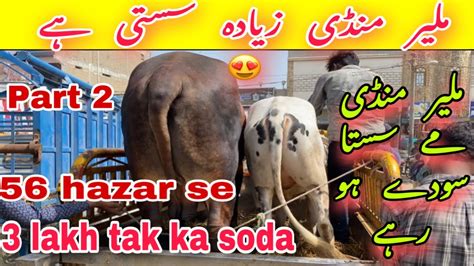 Malir Mandi Rate Update Today Naseeb Ka Sasta Soda Cow Mandi 2022