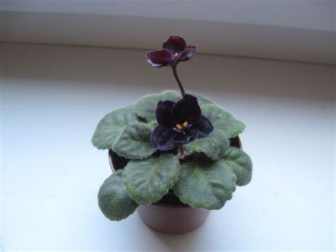 Фиалка черная жемчужина - фото и картинки: 68 штук