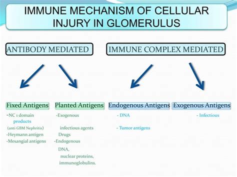 Glomerular Diseases Ppt