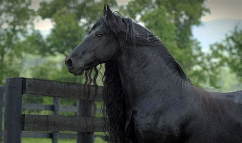 Is This Horse the Real Life Black Beauty? You Decide