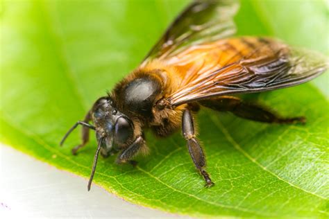 What Is A Stingless Bee? | Here's What You Need To Know