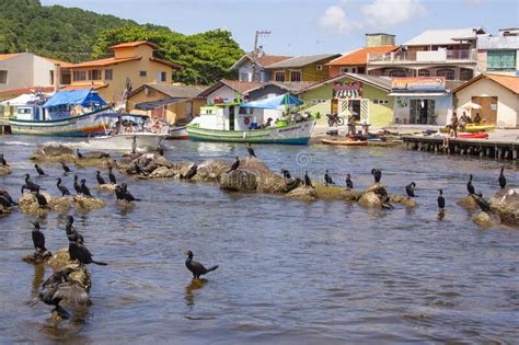 Florianopolis Brazil January Houses Birds And Rocks On