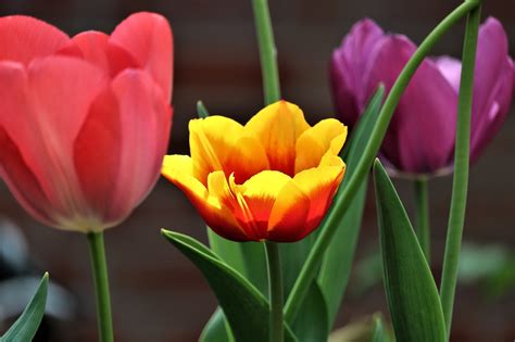 Tulipe Fleur Tulipes Le Photo Gratuite Sur Pixabay Pixabay