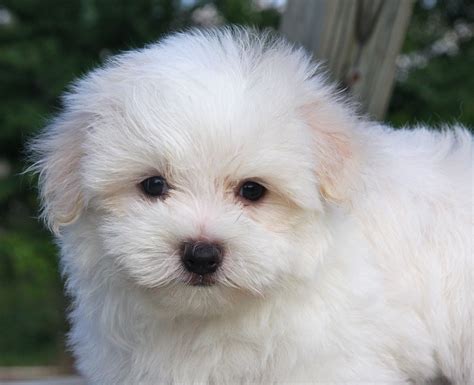 Pomeranian Maltese Mix