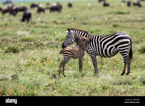 Plains Zebra Equus Female Nursing Juvenile Serengeti National Park