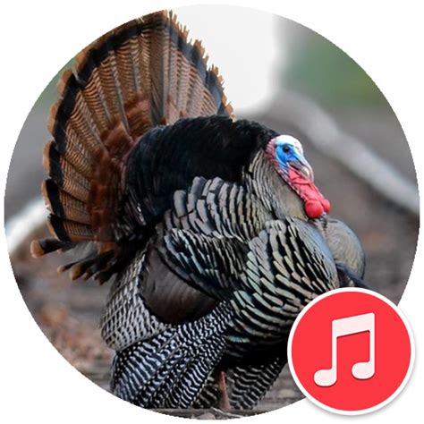 Turkey Sounds - Apps on Google Play