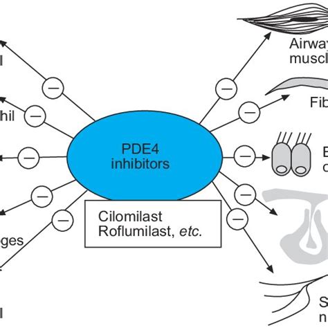 Phosphodiesterase-4 (PDE4) inhibitors have the potential to suppress ...