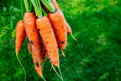 Potager Quand Et Comment Bien Semer Des Carottes 6 Techniques Pour