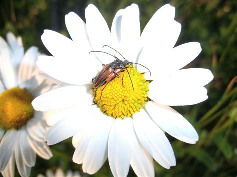 Free Images Nature Blossom Flower Petal Herb Insect Botany