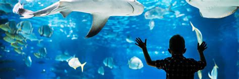 Adventure Aquarium Philadelphia Discount Tickets | Go City®