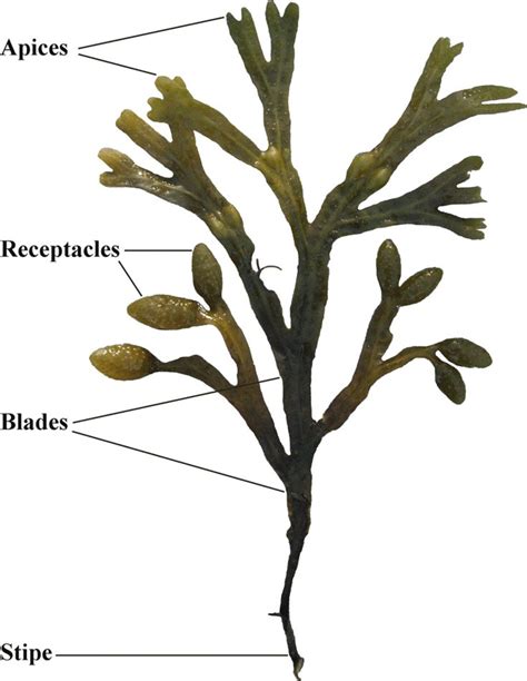 The Parts Of A Seaweed Plant With Labels On Each Stem And Their Corresponding Leaves