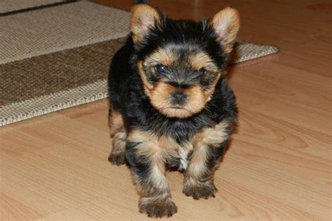 Taping Yorkie Ears How To Tape Puppy Ears Correctly