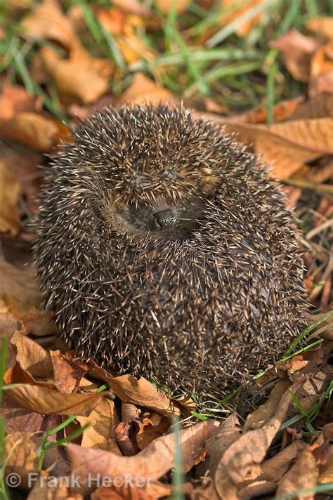 Igel Naturfoto Frank Hecker Igel Igel Im Garten