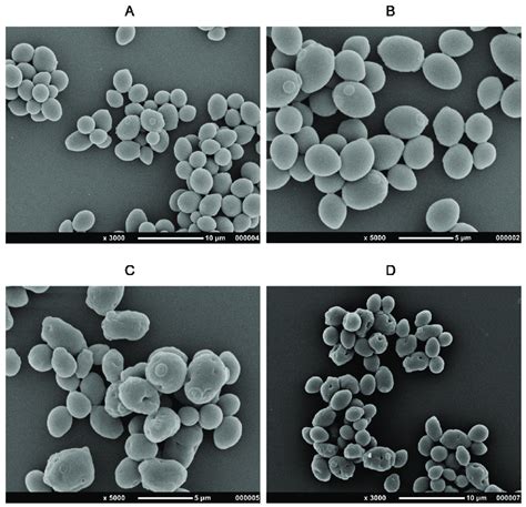 Scanning electron microscopic images of untreated S. cerevisiae cells ... 