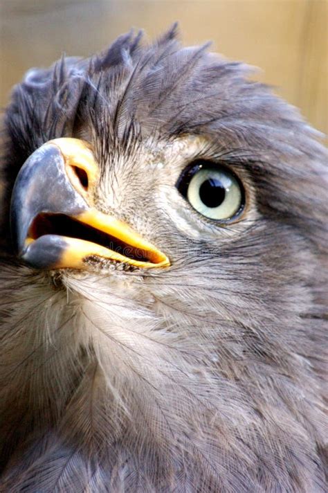 Eagle Eye stock image. Image of pointy, bird, prey, flight - 3777707