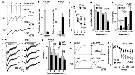 Impaired Evoked Neurotransmitter Release In Neocortical Synapses From