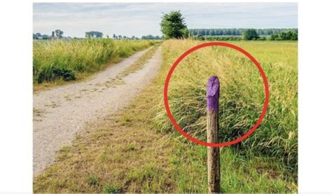 Sauvez Votre Vie Si Vous Voyez Une Cl Ture Peinte En Violet Vous