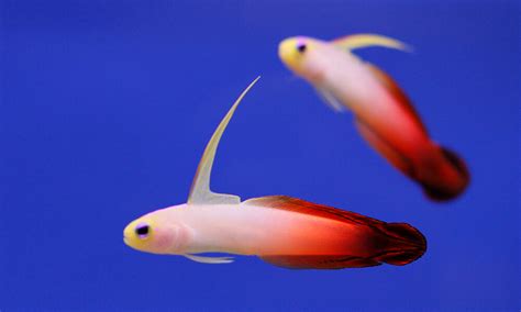 Pet Firefish Goby: Personality, Diet & Care - Lil Pet